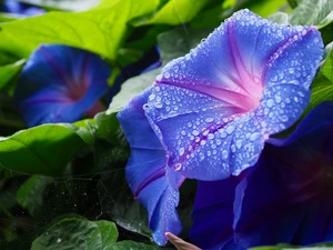 drops, blue, bindweed