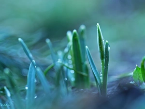 drops, snowdrops, Buds