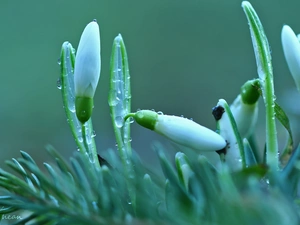 drops, snowdrops, Buds