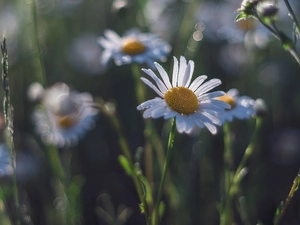 drops, Flowers, chamomile