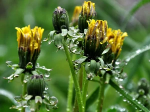 rain, Common Dandelion, drops