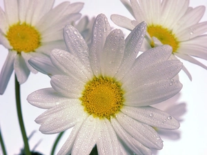 Daisy, drops