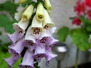 dew, Purple Foxglove, drops