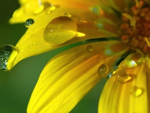 drops, Yellow, flakes