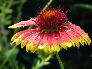 nature, gaillardia aristata, drops, Colourfull Flowers