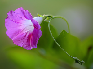 water, leaves, bindweed, drops, Colourfull Flowers