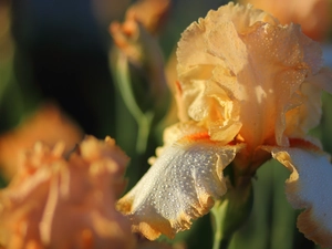 fuzzy, background, iris, drops, Colourfull Flowers