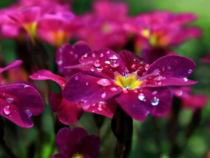 drops, Pink, Flowers