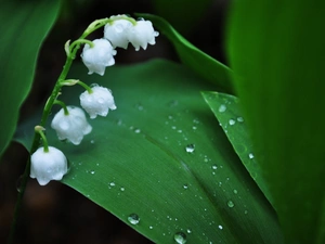 water, lily of the Valley, flowers, drops, White