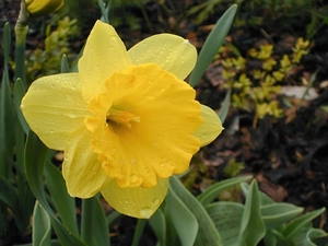 drops, Yellow, jonquil