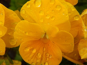 drops, Yellow, pansy