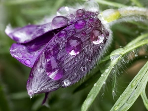 drops, Violet, pasque