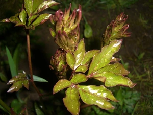 Peonies, Flowers, drops, Leaf