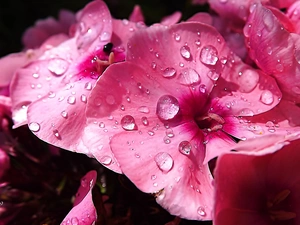 drops, Pink, phlox