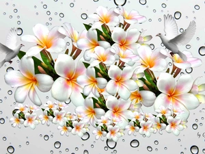 Plumeria, water, 2D, drops