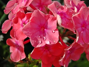 drops, rain, Pink, phlox, Flowers