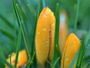 drops, Rosy, crocuses, Spring, Yellow