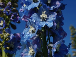 drops, Sky, Blue, Delphinium, Flowers