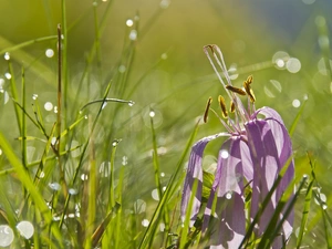 drops, water, crocus, grass, fading