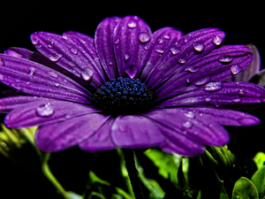 Violet, drops, water, Colourfull Flowers