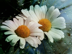 drops, water, daisy, dew, Flowers