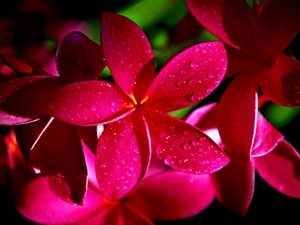 Plumeria, drops, water, red hot