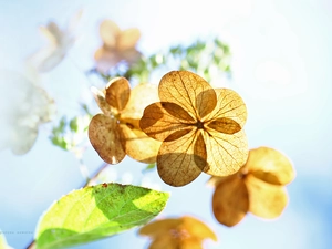 Colourfull Flowers, hydrangea, dry