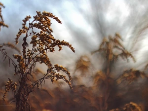 Goldenrod, Flowers, dry, Yellow