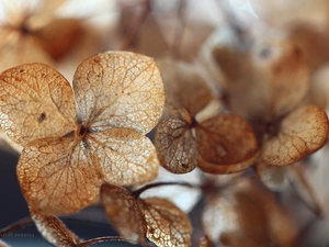 hydrangea, dry