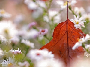 dry, leaf, Flowers, Astra, White