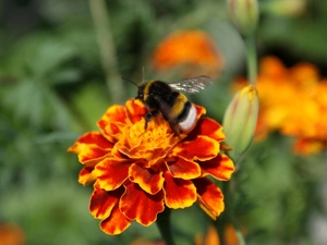 Tagetes, dumbledor