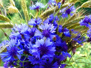 Ears, bouquet, cornflowers