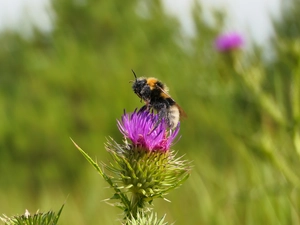 Earth Bumblebee, teasel