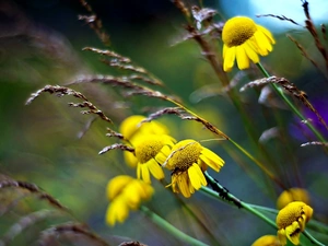 echinacea