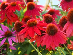 echinacea