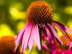 echinacea