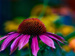 echinacea, Colourfull Flowers, Echinacea