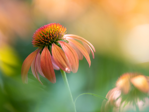 Colourfull Flowers, Orange, echinacea