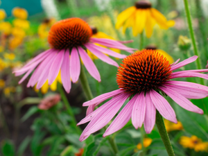 echinacea, Flowers, flourishing