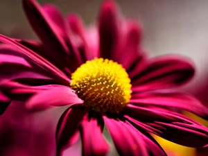 echinacea, Pink, Flower