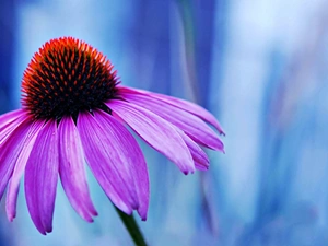 echinacea, Violet, Flower