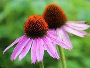 Flowers, echinacea