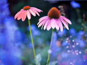 Flowers, echinacea