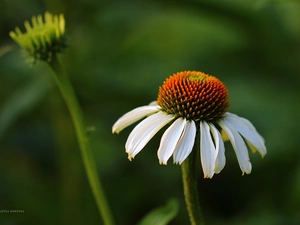 Colourfull Flowers, White, echinacea