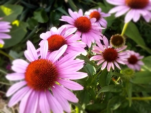echinacea, Pink, Flowers