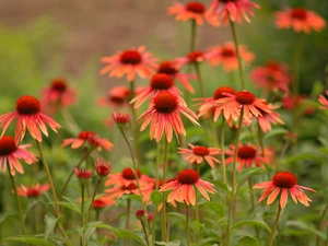 Flowers, echinacea