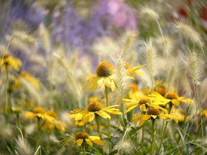 Ears, Yellow, fuzzy, echinacea, Flowers, grass, background