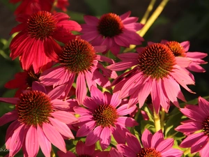 Pink, echinacea