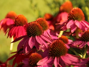 Pink, echinacea