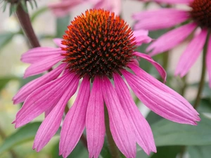 echinacea, Flowers, Pink